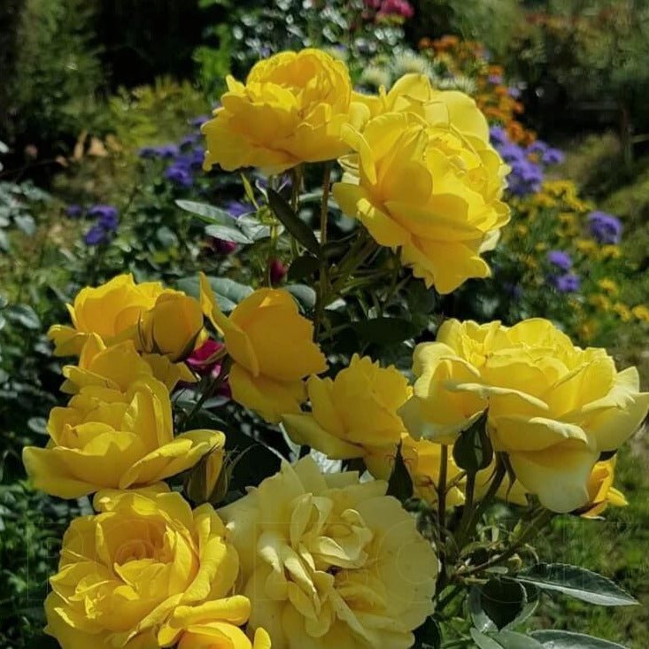 Carte D'or ® Floribunda Roses garden rose bushes potted or bare root plants