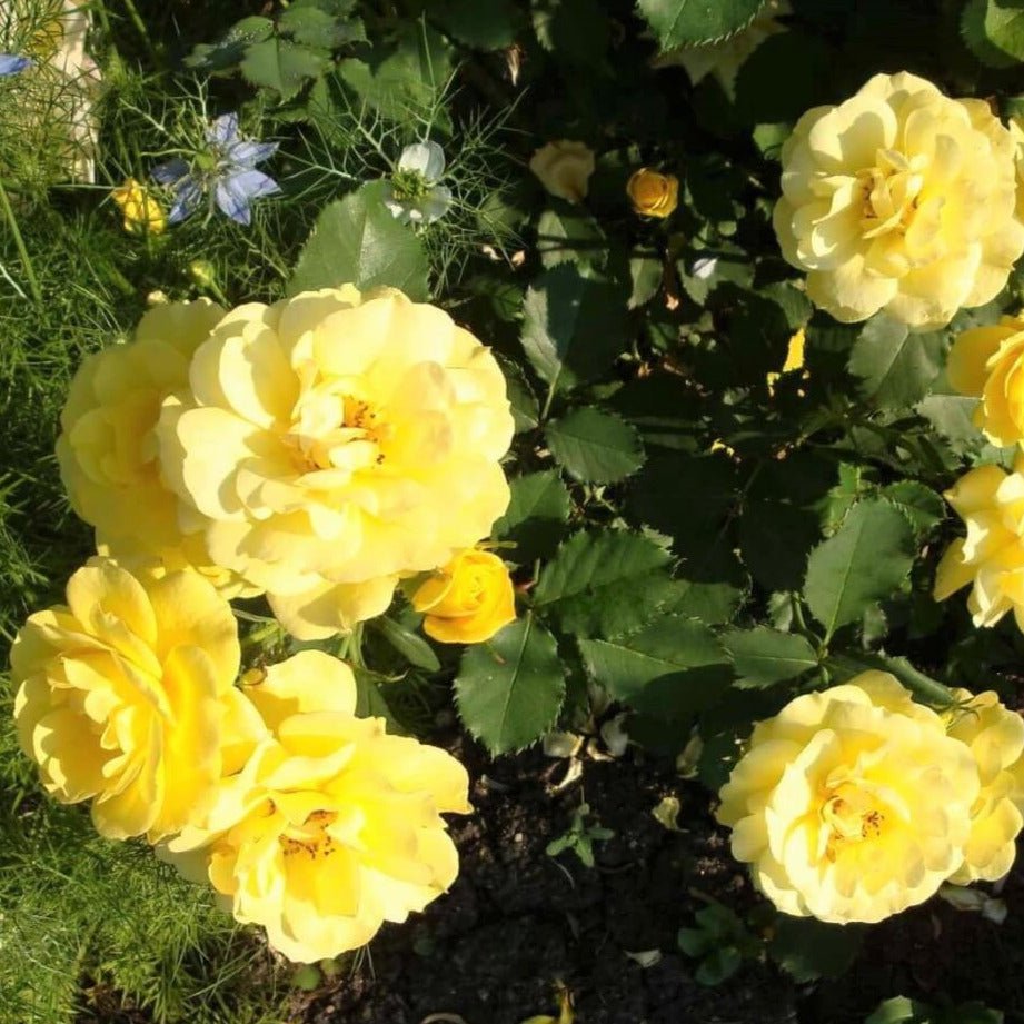 Carte D'or ® Floribunda Roses garden rose bushes potted or bare root plants