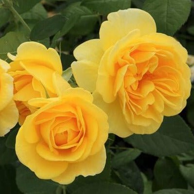 Carte D'or ® Floribunda Roses garden rose bushes potted or bare root plants