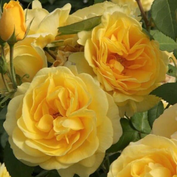 Carte D'or ® Floribunda Roses garden rose bushes potted or bare root plants