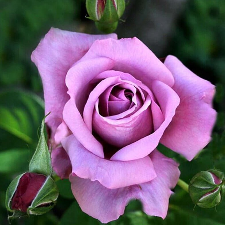 Highly Scented Roses Potted Or Bare Root Bushes Buy Top Quality highly-scented-roses-potted-or-bare-root-bushes-buy-top-quality