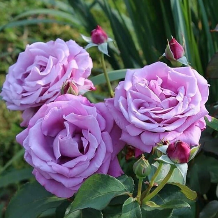Famous Tea Roses Charles de Gaulle ® | Hybrid Tea Roses | Garden Rose Bush – Famous ...