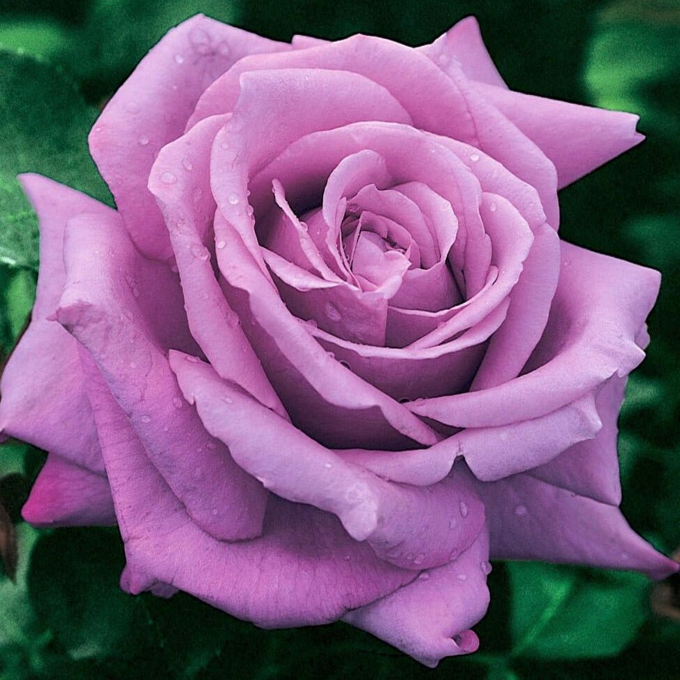 Famous Tea Roses Charles de Gaulle ® | Hybrid Tea Roses | Garden Rose Bush – Famous ...