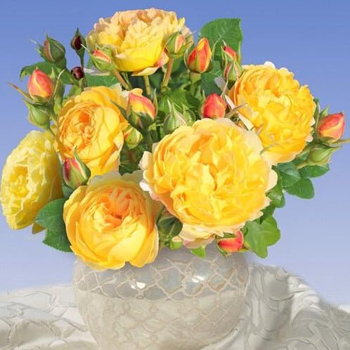 Chateau de Cheverny ® Floribunda Rose garden rose bushes potted or bare root plants