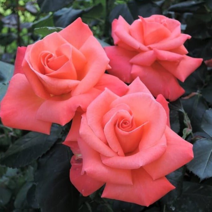 Christophe Colomb ®' Climbing Roses garden rose bushes potted or bare root plants