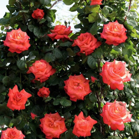 Christophe Colomb ®' Climbing Roses garden rose bushes potted or bare root plants