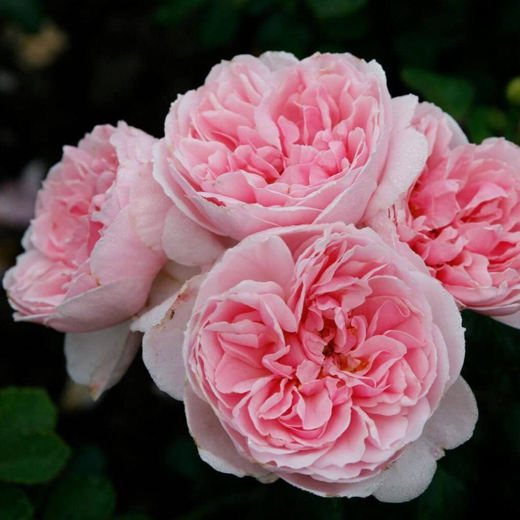 Floribunda Roses Color Cinderella ® | Floribunda Rose | Garden Rose Bush – Famous Roses World