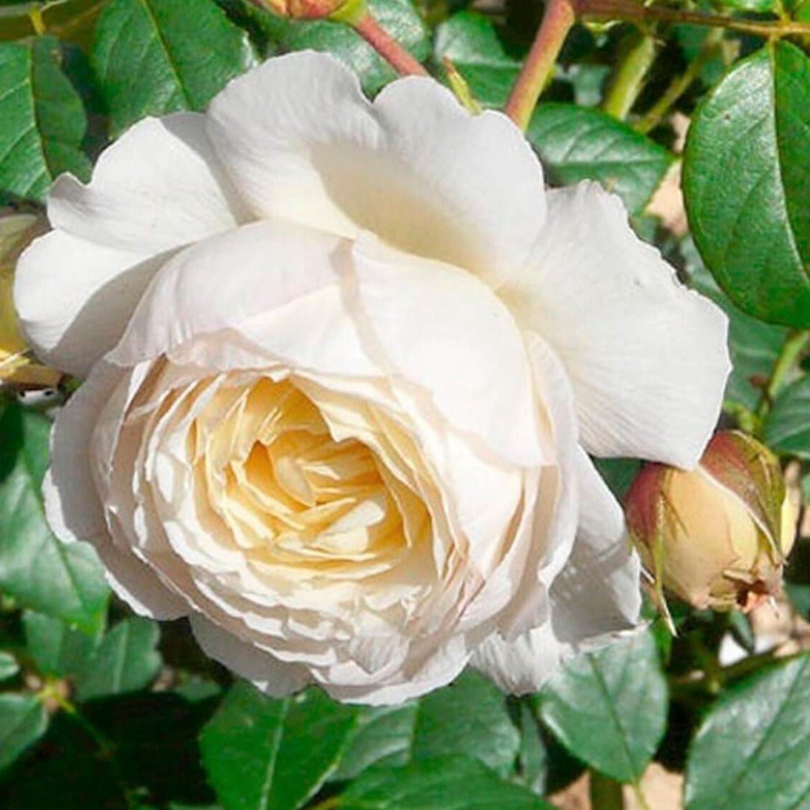 Claire Austin ® Floribunda Roses garden rose bushes potted or bare root plants