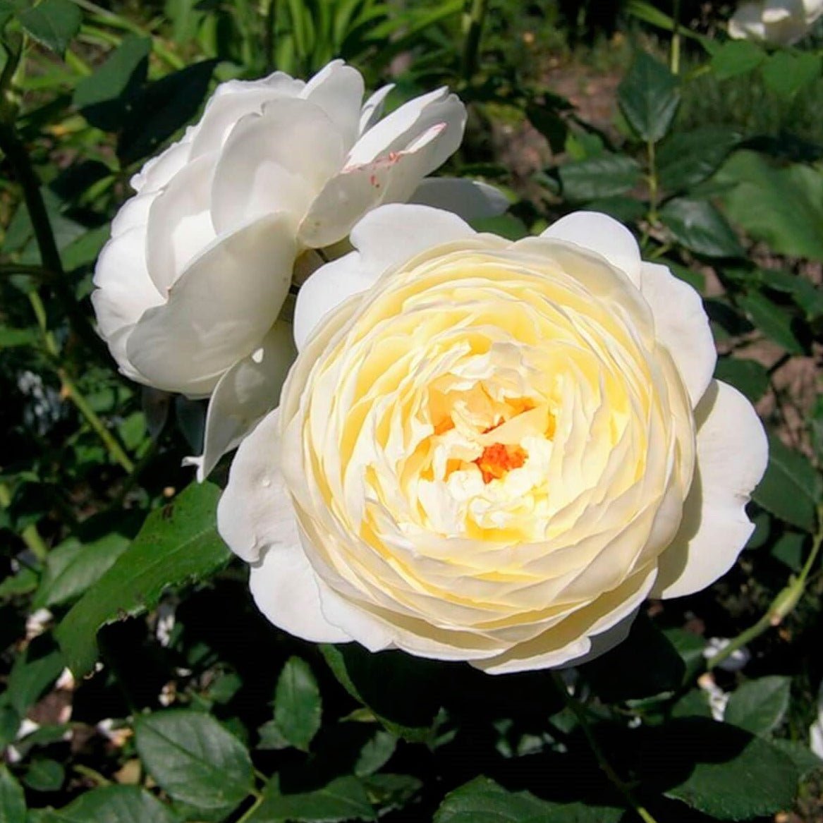 Claire Austin ® Floribunda Roses garden rose bushes potted or bare root plants