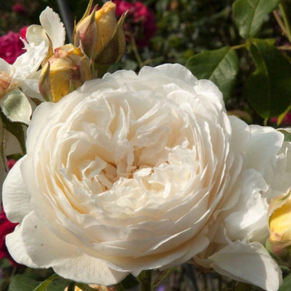 Claire Austin ® Floribunda Roses garden rose bushes potted or bare root plants