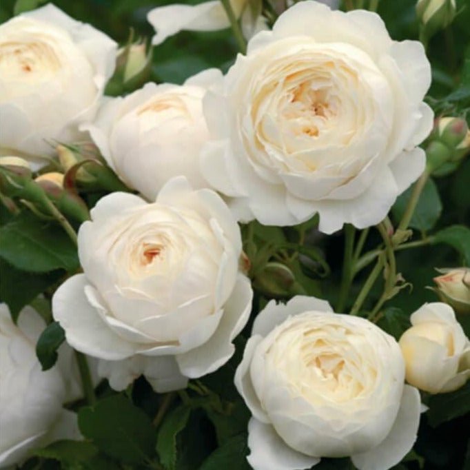 Claire Austin ® Floribunda Roses garden rose bushes potted or bare root plants