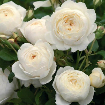 Claire Austin ® Floribunda Roses garden rose bushes potted or bare root plants