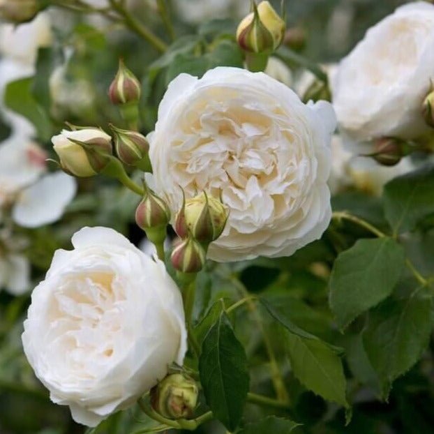 Claire Austin ® Floribunda Roses garden rose bushes potted or bare root plants