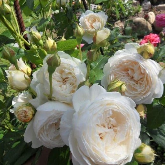 Claire Austin ® Floribunda Roses garden rose bushes potted or bare root plants