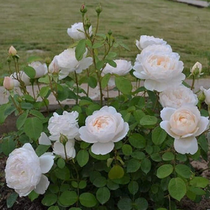 Claire Austin ® Floribunda Roses garden rose bushes potted or bare root plants