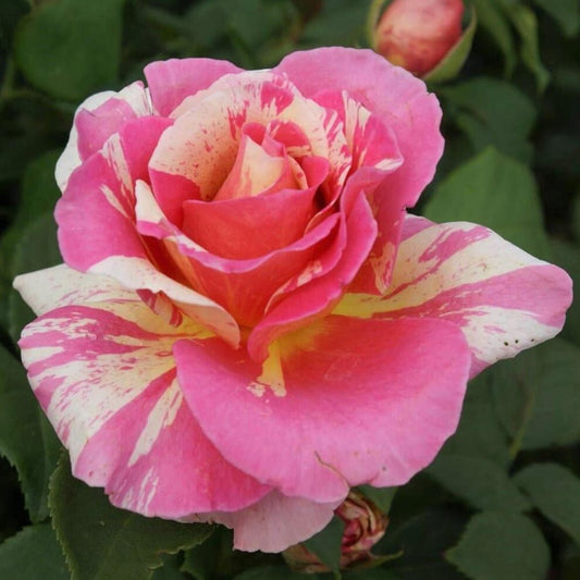 Claude Monet ® - French hybrid tea rose bred by Georges Delbard