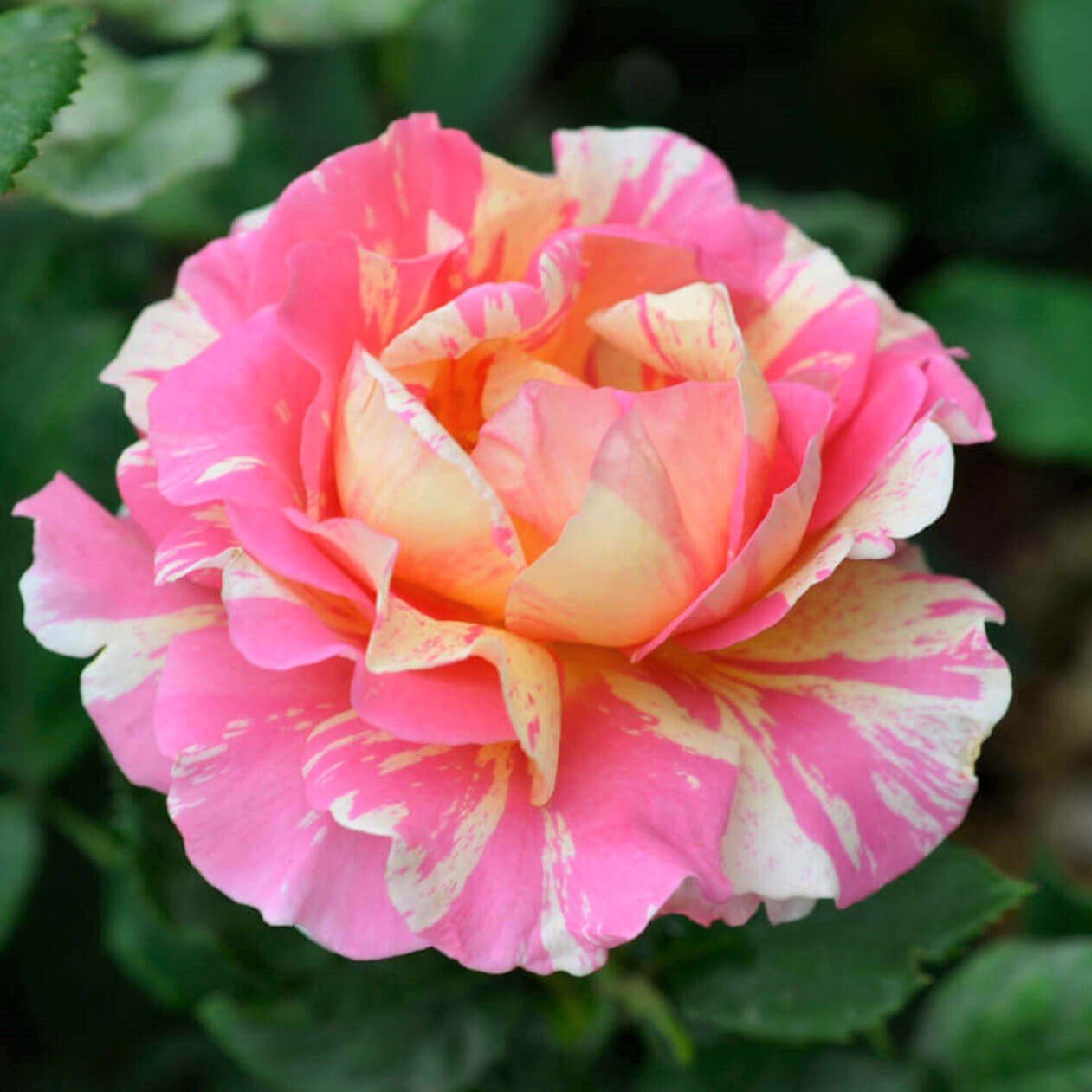 Famous Tea Roses Claude Monet ® | Hybrid Tea Roses | Garden Rose Bush – Famous Roses World