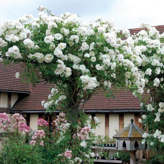 Climbing Iceberg ® Climbing Roses garden rose bushes potted or bare root plants