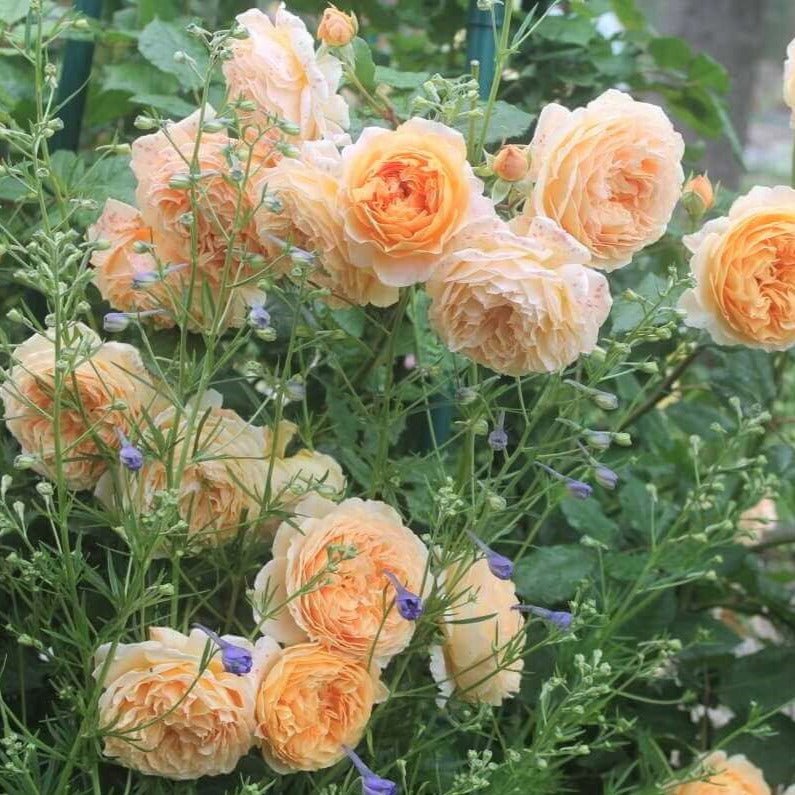 Crown Princess Margareta ® Floribunda Roses garden rose bushes potted or bare root plants