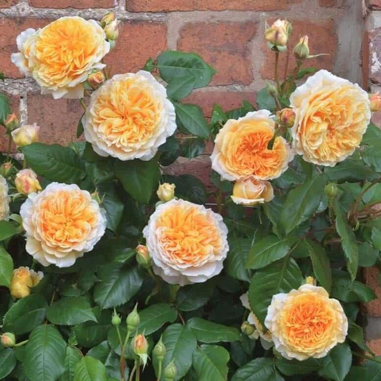 Crown Princess Margareta ® Floribunda Roses garden rose bushes potted or bare root plants