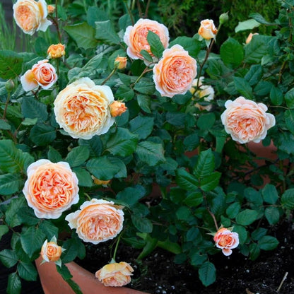 Crown Princess Margareta ® Floribunda Roses garden rose bushes potted or bare root plants