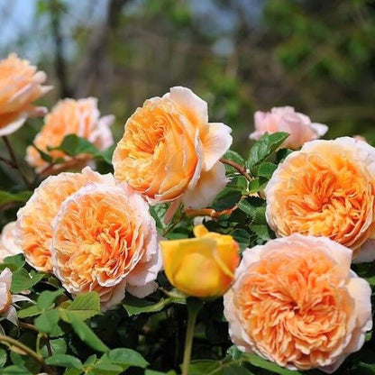 Crown Princess Margareta ® Floribunda Roses garden rose bushes potted or bare root plants