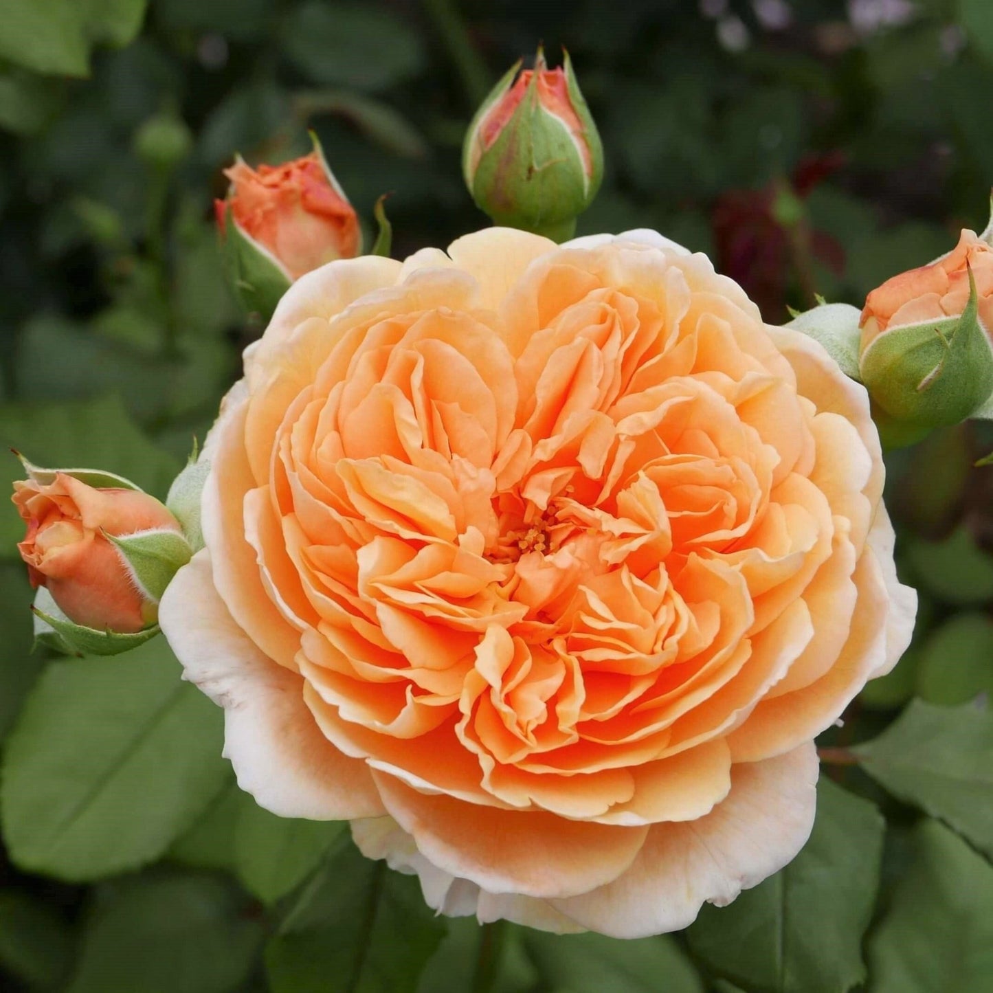 Crown Princess Margareta ® Floribunda Roses garden rose bushes potted or bare root plants