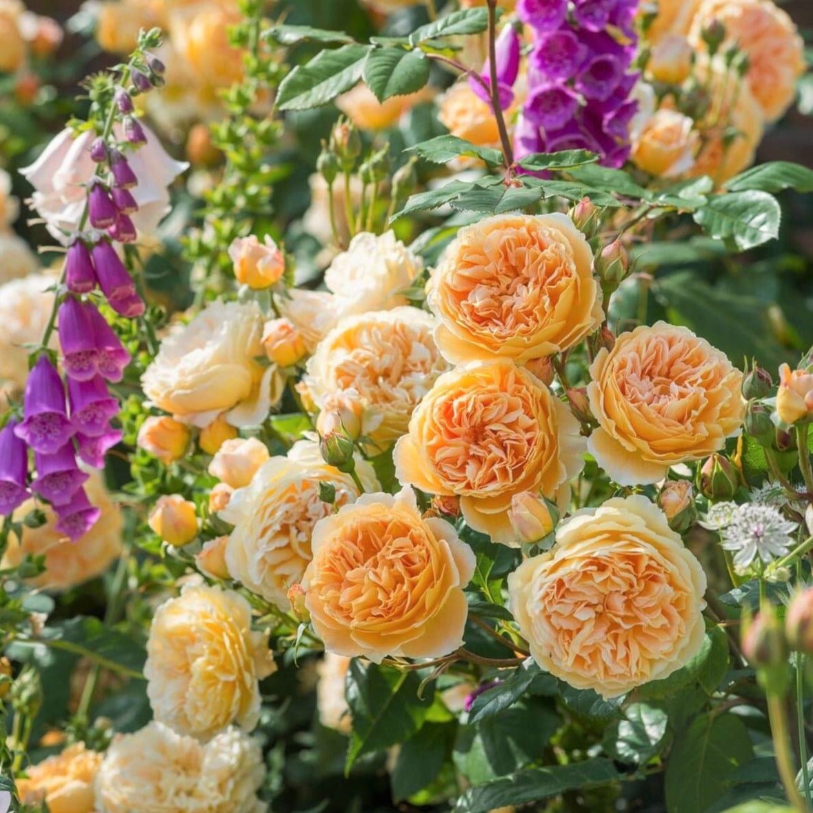 Crown Princess Margareta ® Floribunda Roses garden rose bushes potted or bare root plants