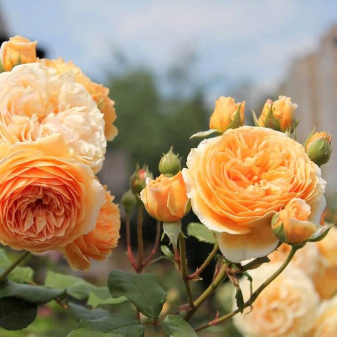 Crown Princess Margareta ® Floribunda Roses garden rose bushes potted or bare root plants