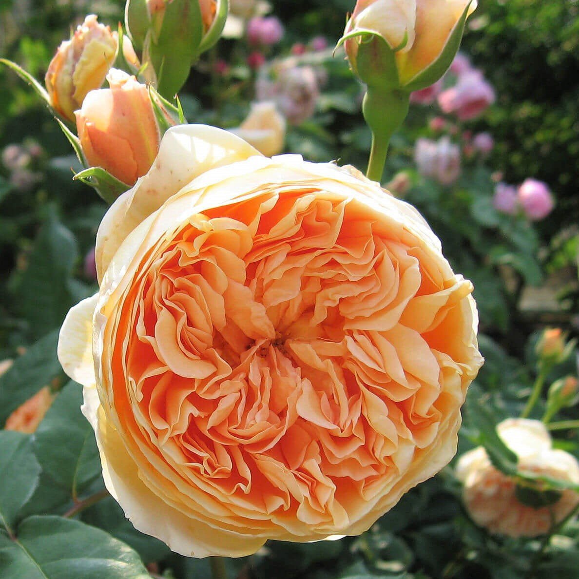 Crown Princess Margareta ® Floribunda Roses garden rose bushes potted or bare root plants