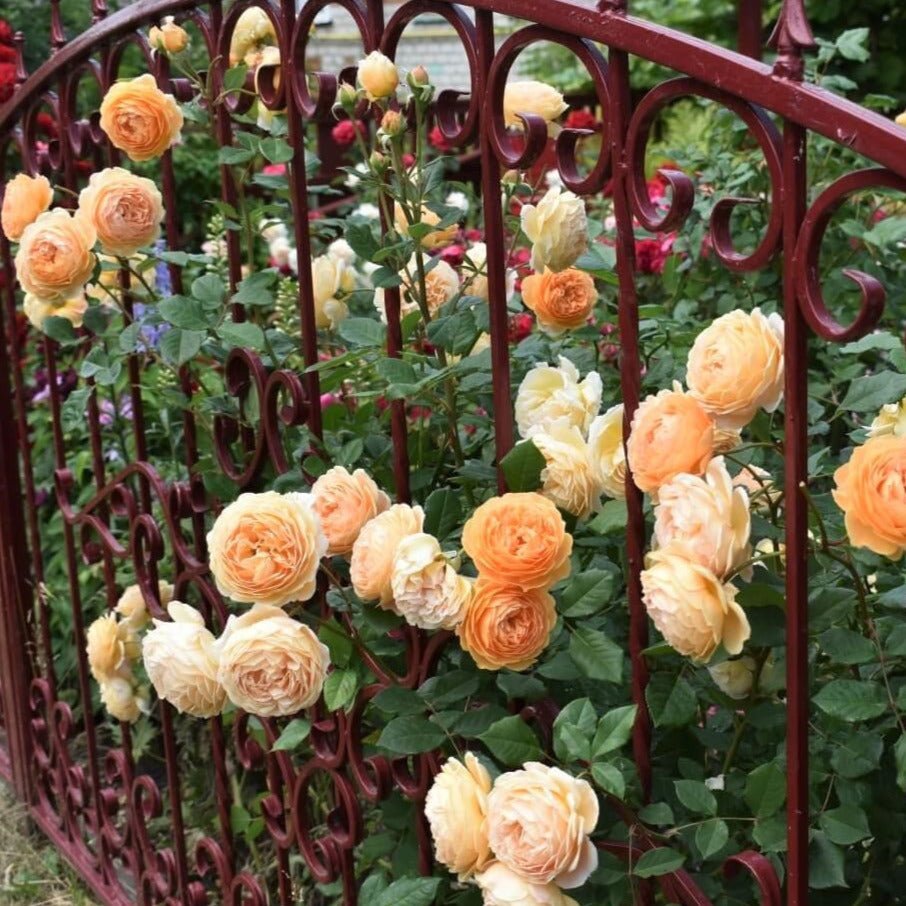 Crown Princess Margareta ® Floribunda Roses garden rose bushes potted or bare root plants