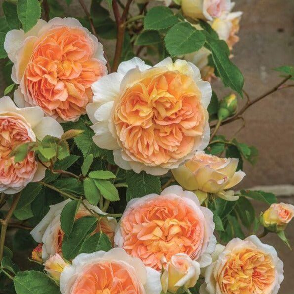 Crown Princess Margareta ® Floribunda Roses garden rose bushes potted or bare root plants