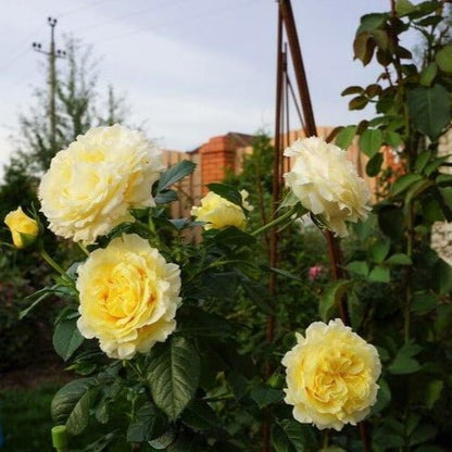 Cyrano de Bergerac ®' Climbing Roses garden rose bushes potted or bare root plants