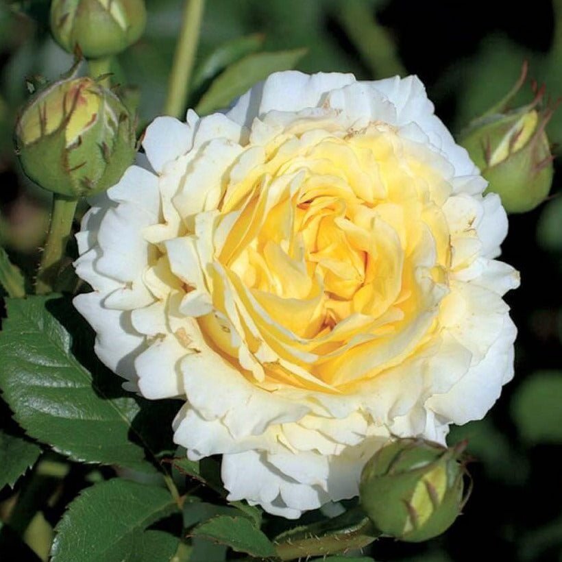 Cyrano de Bergerac ®' Climbing Roses garden rose bushes potted or bare root plants