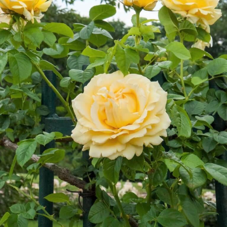 Cyrano de Bergerac ®' Climbing Roses garden rose bushes potted or bare root plants