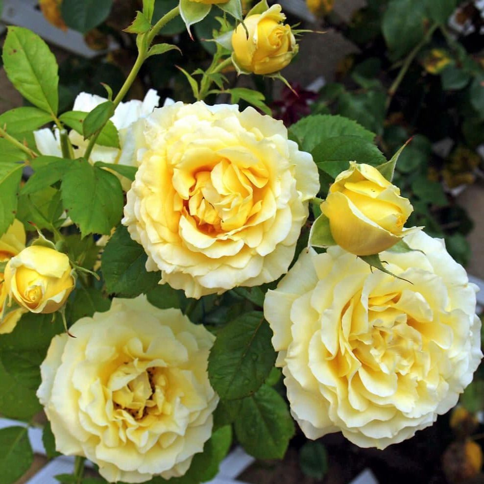 Cyrano de Bergerac ®' Climbing Roses garden rose bushes potted or bare root plants