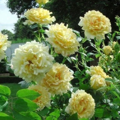 Cyrano de Bergerac ®' Climbing Roses garden rose bushes potted or bare root plants