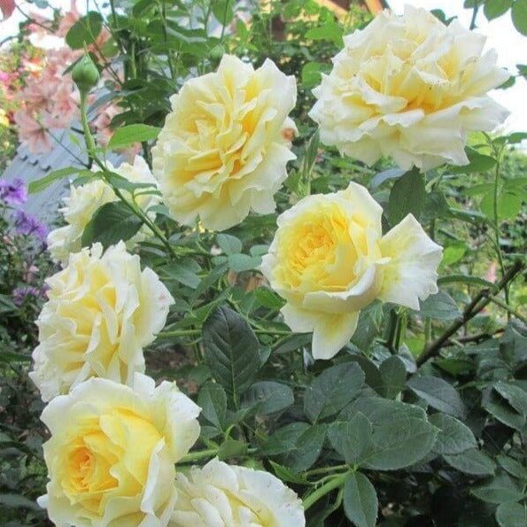 Cyrano de Bergerac ®' Climbing Roses garden rose bushes potted or bare root plants