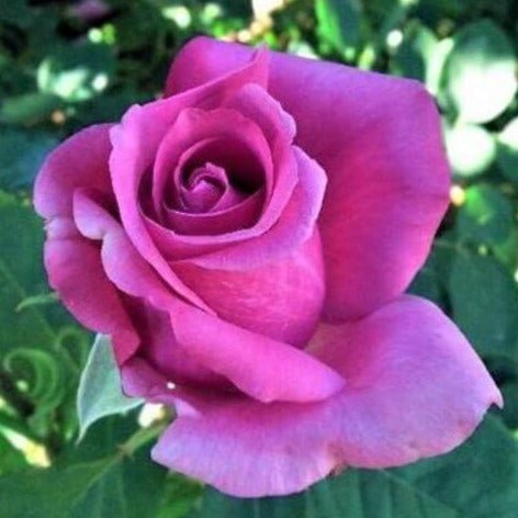 Doamna in Mov ®' Hybrid Tea Roses garden rose bushes potted or bare root plants