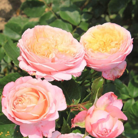 Domaine de Chantilly ® Floribunda Roses garden rose bushes potted or bare root plants