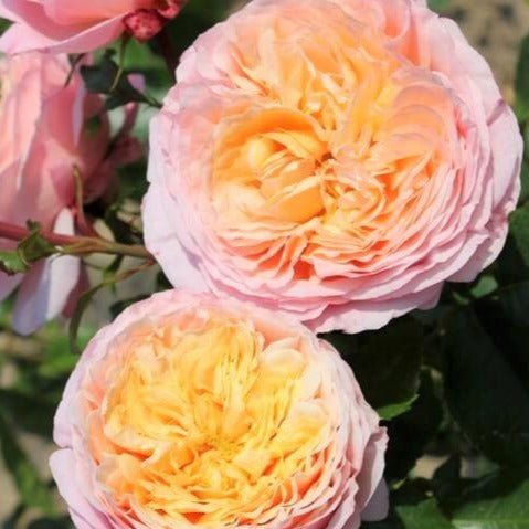Domaine de Chantilly ® Hybrid Tea Rose garden rose bushes potted or bare root plants