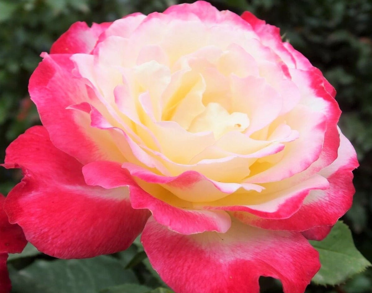 Double Delight ® | Hybrid Tea Roses | Garden Rose Bush – Famous Roses World