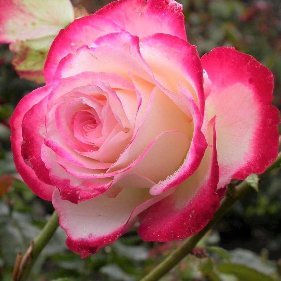 Double Delight ® | Hybrid Tea Roses | Garden Rose Bush – Famous Roses World
