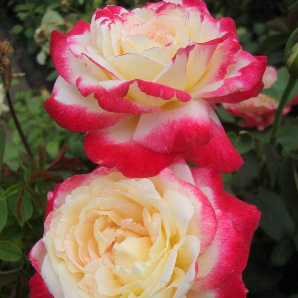 Double Delight ® | Hybrid Tea Roses | Garden Rose Bush – Famous Roses World