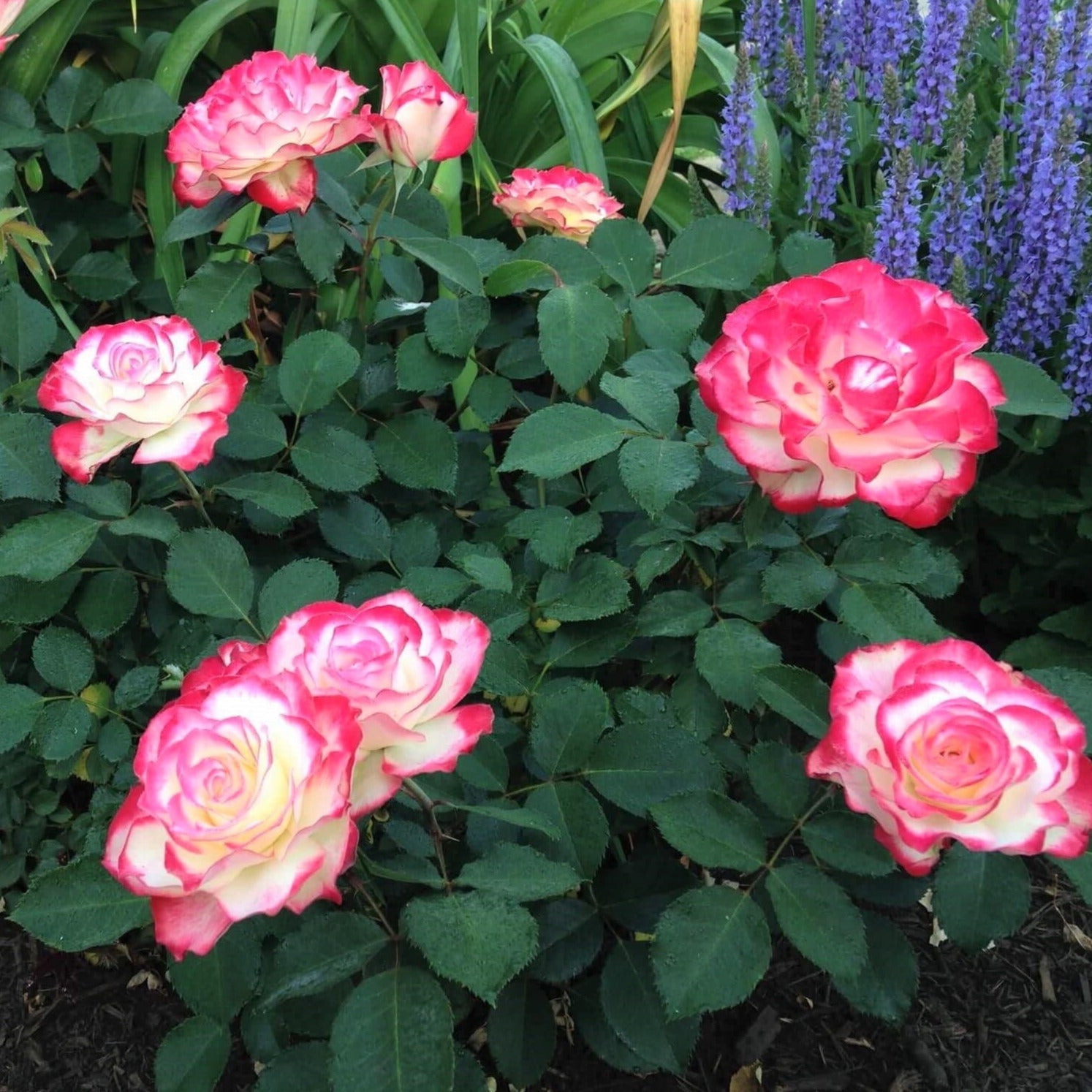 Double Delight ® | Hybrid Tea Roses | Garden Rose Bush – Famous Roses World