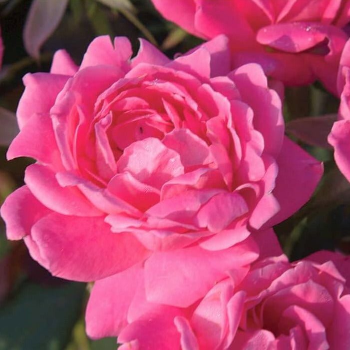 Double Pink Knock Out ®' Floribunda Roses garden rose bushes potted or bare root plants