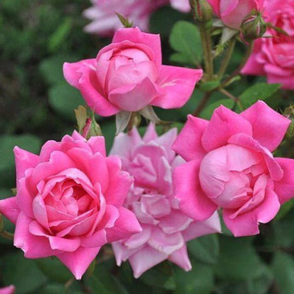 Double Pink Knock Out ®' Floribunda Roses garden rose bushes potted or bare root plants