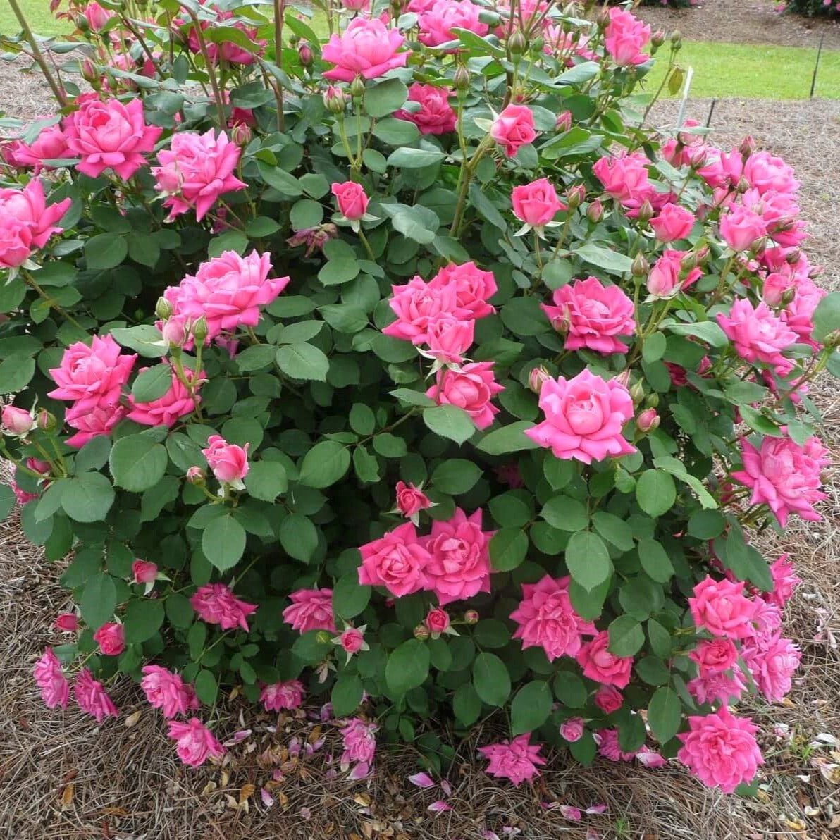 Double Pink Knock Out ®' Floribunda Roses garden rose bushes potted or bare root plants