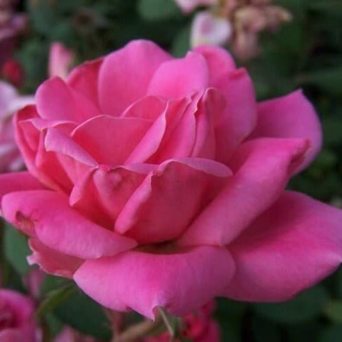 Double Pink Knock Out ®' Floribunda Roses garden rose bushes potted or bare root plants