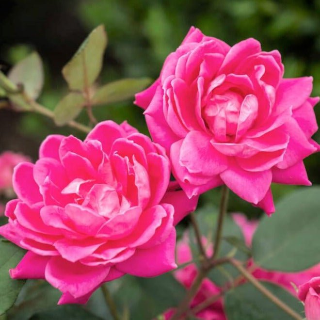 Double Pink Knock Out ®' Floribunda Roses garden rose bushes potted or bare root plants